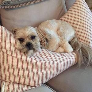 Meet your Posher, Ann